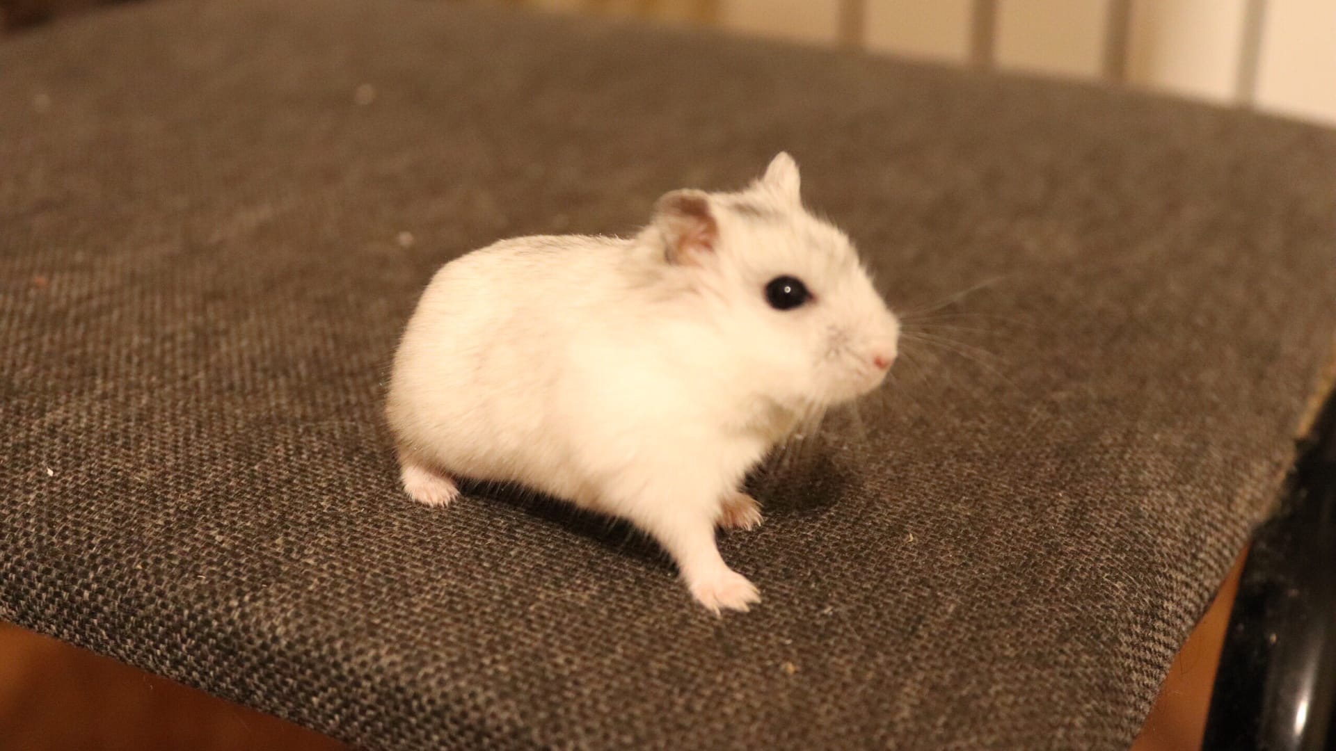 ОДИН ДЕНЬ ИЗ ЖИЗНИ ДЖУНГАРСКОГО ХОМЯКА / КАКИЕ ЖИВОТНЫЕ У МЕНЯ БЫЛИ В ДЕТСТВЕ? смотреть онлайн