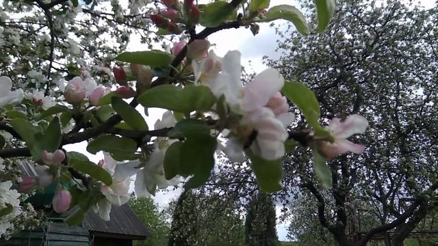 Московская грушовка цветение смотреть онлайн