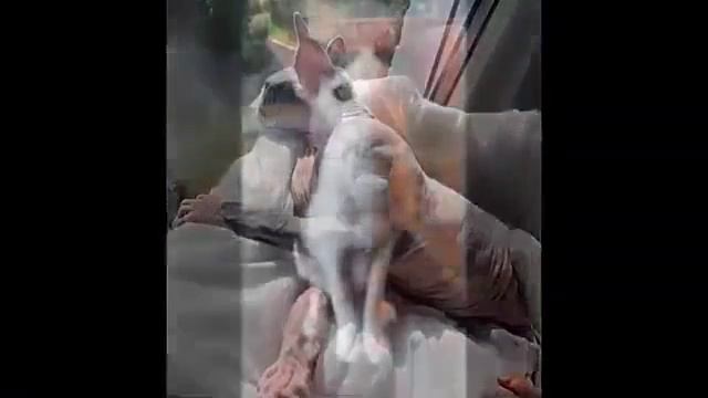 подборка смешных котов4))) смотреть онлайн