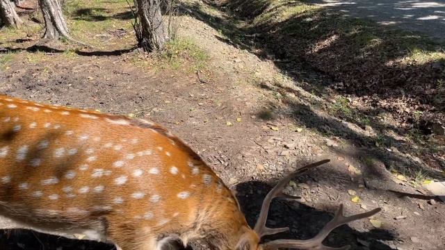 Бухта Петрова Приморский край. Мини влог с мини-путешествия