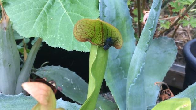 Sarracenia Purpurea - Life on the Edge in my greenhouse (lunch for the pitcher plant) смотреть онлайн