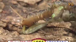 Версус-СКОЛОПЕНДРА ПРОТИВ ТАРАНТУЛА,БОГОМОЛА,СКОРПИОНА И ДАЖЕ...