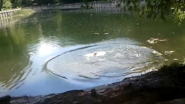 Лабрадор Боня играет с мячиком на озере - часть 4 смотреть онлайн