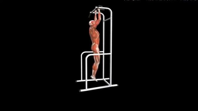 Подтягивание узким хватом Pull Up Close Grip смотреть онлайн