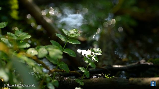 "Jungle film" with the Nikon Z7 смотреть онлайн