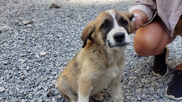 Кармадонское ущелье - место гибели Сергея Бодрова смотреть онлайн