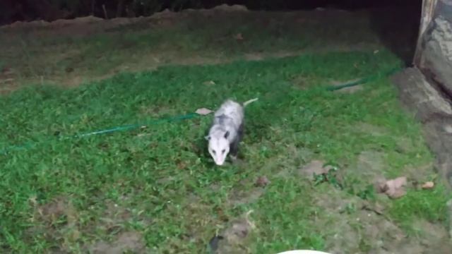Rosco Raccoon and Opossum Feeding Wild Animals смотреть онлайн