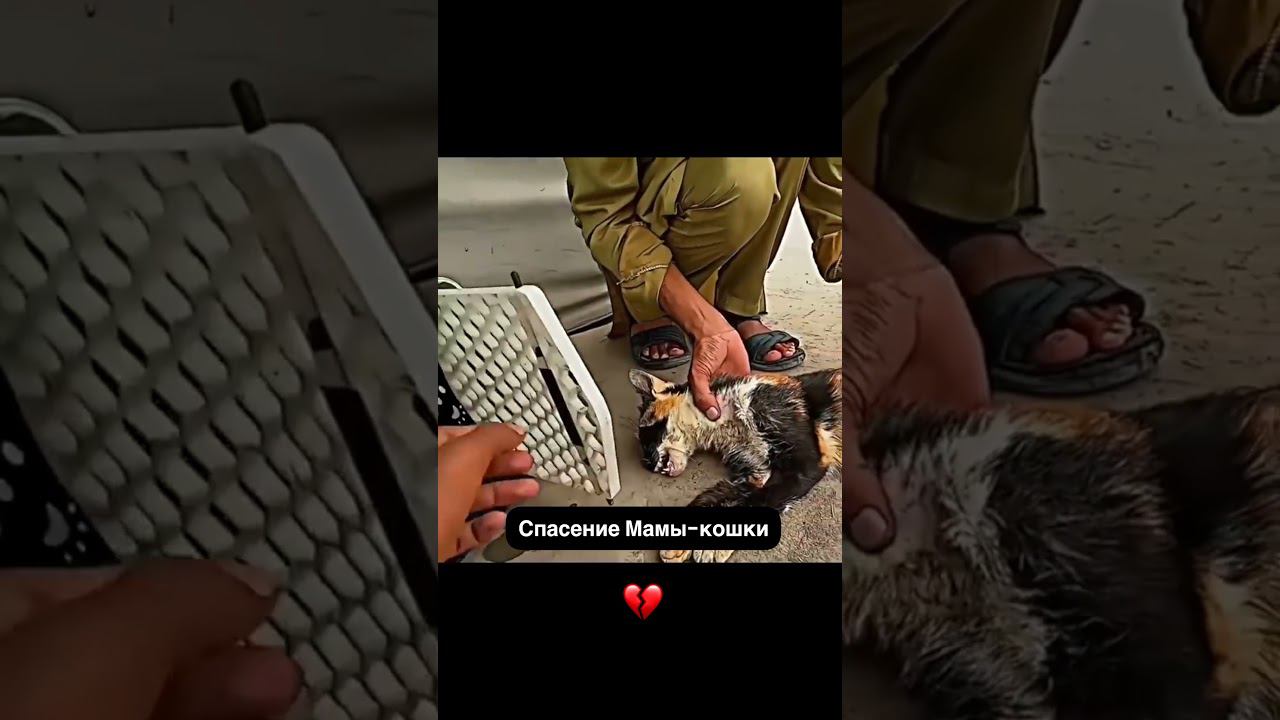 Мужчина спас маму кошку и её котят ❤ #shorts