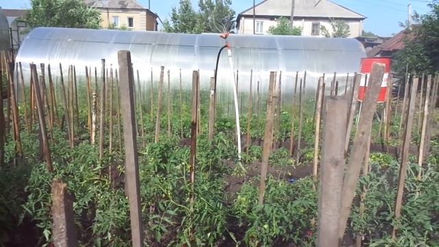 КАК Я ПОЛИВАЮ СВОИ ТОМАТЫ В ЖАРУ. Ольга Чернова. смотреть онлайн