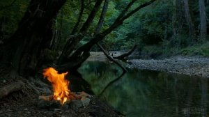 Примула комнатная пересадка после покупки