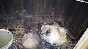 КАК УХАЖИВАТЬ ЗА НАСЕДКОЙ КОТОРАЯ СИДИТ НА ЯЙЦАХ. ????