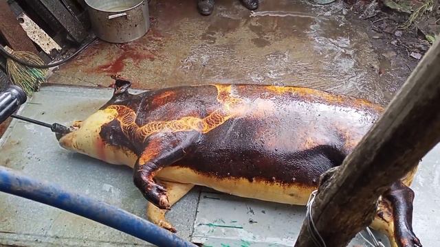 ЗАБОЙ СВиНЬИ