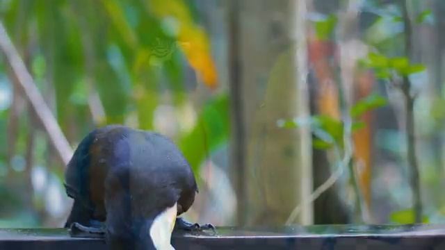 Расслабляющая музыкальная терапия Восстанавливает нервную систему, лечит сердце и сосуды #29 смотреть онлайн