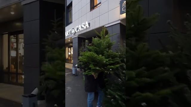 Пихта Нордмана СРУБ . Ёлка на Новый год #пихтанордманаворонеж #новыйгод #елка #купитьелку смотреть онлайн