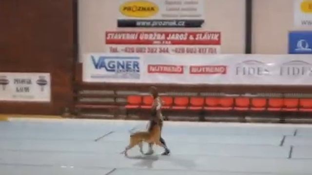 Ilina Polina and malinois Shteffi OEC2012 смотреть онлайн