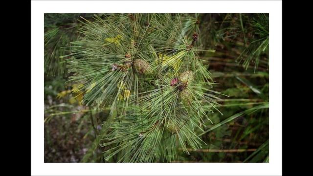 雨上がり смотреть онлайн
