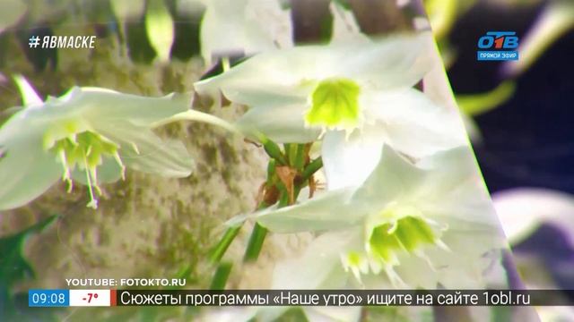 Руки садовода – как ухаживать за эухарисом смотреть онлайн