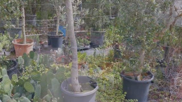 Опунции, эониумы, крассулы и хаворции укореняются в тени деревьев. Израиль, Рамат-Ган. смотреть онлайн