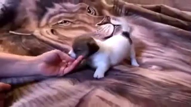 Щенок Джек Рассел терьер | Девочка на продажу смотреть онлайн