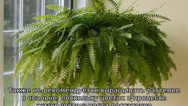 Можно ли держать дома папоротник смотреть онлайн