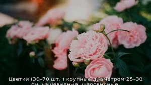 Пионы — все о них