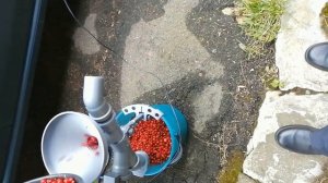 Очистка ягод от мусора (тест №6 клюква)