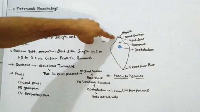 External morphology of Fasciola hepatica смотреть онлайн