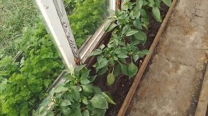 МОЙ ОПЫТ ВЫРАЩИВАНИЯ ПЕРЦА В ТЕПЛИЦЕ.