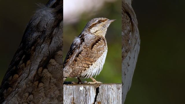 Голос Вертишейки ♫ #shorts #голосаптиц смотреть онлайн