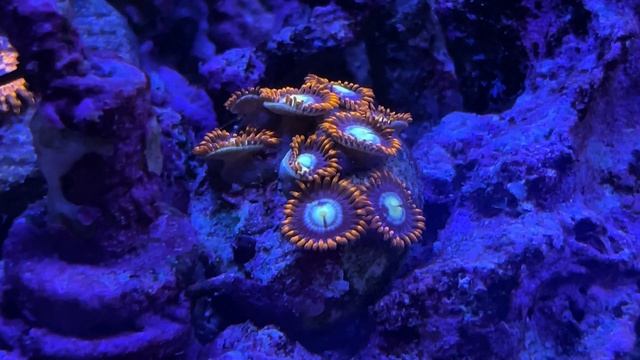 Запуск морского аквариума на примере 70 и 200 литров. Сколько это стоит. смотреть онлайн