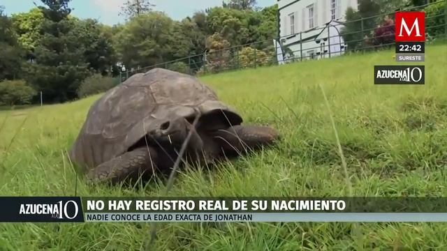 ¡El ser más longevo en el mundo! Jonathan, la tortuga que tiene 190 años смотреть онлайн