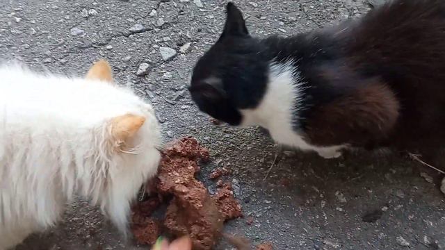 Полтавская область!!!Возле котиков живёт собачулька!!! смотреть онлайн