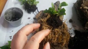 Папоротник "Оленьи рога" (платицериум). Моя любимая посадка на блок.