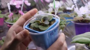 Почему у фиалки СКРУЧИВАЮТСЯ ЛИСТЬЯ И КАК ЭТО ИСПРАВИТЬ?  5 самых ЧАСТЫХ ПРИЧИН