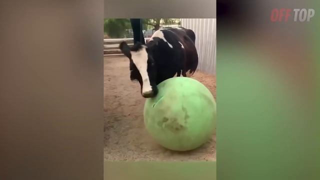 Эти Животные ЗВАЛИ НА ПОМОЩЬ!  ? Топ 30 Моментов Спасения Животных ч 2