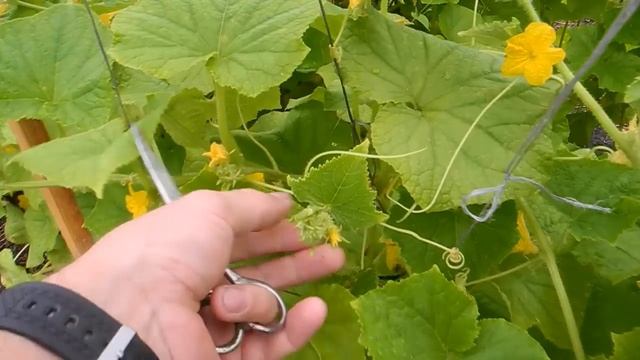 Как убрать пустоцвет на огурцах смотреть онлайн