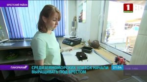 Белорусская ферма улиток под Брестом Снэйлсэко. Разведение и выращивание улиток как бизнес. 2021