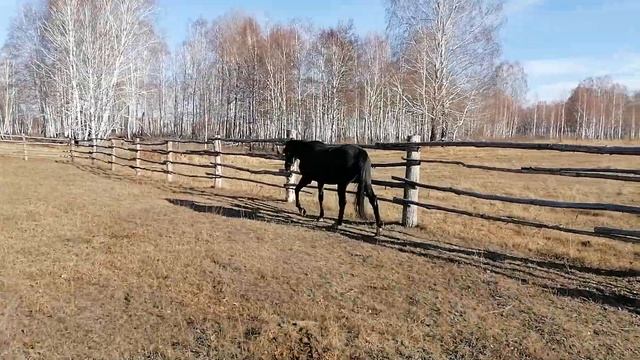 ❗️ПРОДАН❗️ Ч/К верховой жеребец-производитель Линия Northern Dancer смотреть онлайн