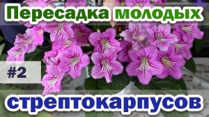 ПЕРЕСАДКА молодого СТРЕПТОКАРПУСА. Простые розетки. #2