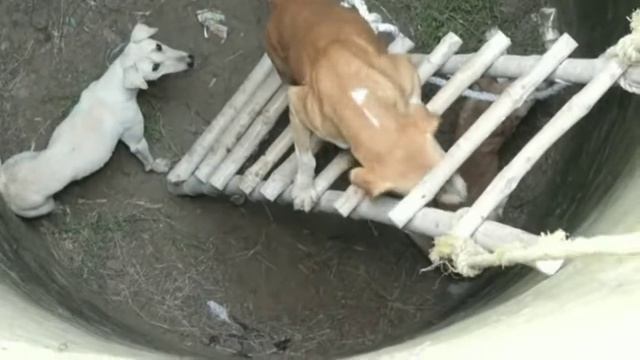 अदभुत नजारा Dogs, python fell into the well || Rescue| Bloom fun #animals #dogs смотреть онлайн