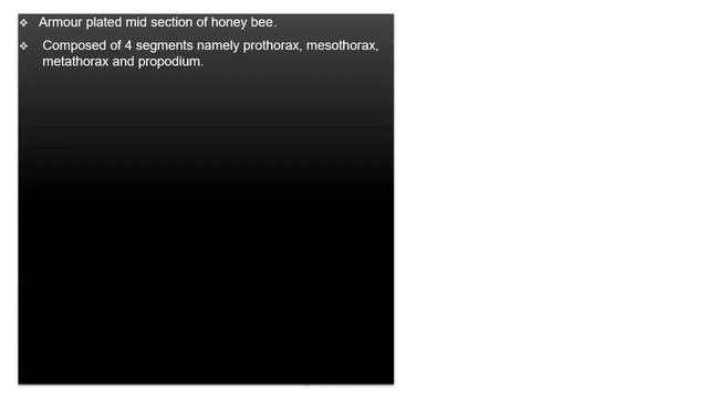 Morphology of Honey Bee смотреть онлайн