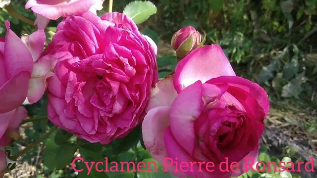 Плетисті Троянди Cyclamen Pierre de Ronsard (Цикламен П'єр де Ронсар), Pierre de Ronsard (Eden Rose смотреть онлайн