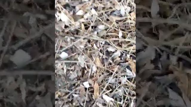 Череп коровы смотреть онлайн