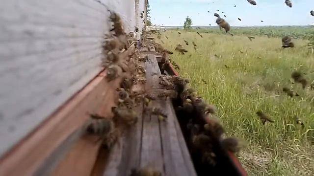 Пчёлы. Замедленная камера 4к настоящий обзор в полях! Сборы мёда! Всё естественно как в природе лет смотреть онлайн