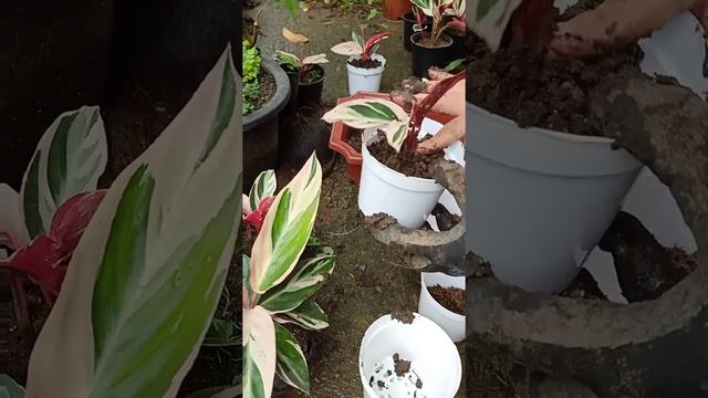 Calathea Triostar Propagation