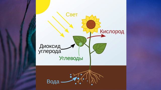 §8 "Организм как единое целое", Билогия 6 класс, Сивоглазов смотреть онлайн