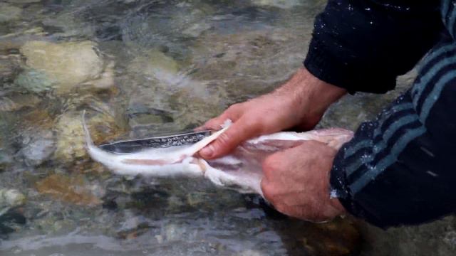 Рыба на огне.Примитивная кухня.Хвойный чай.Bushcraft.Fish on fire. Primitive cuisine.Coniferous tea смотреть онлайн