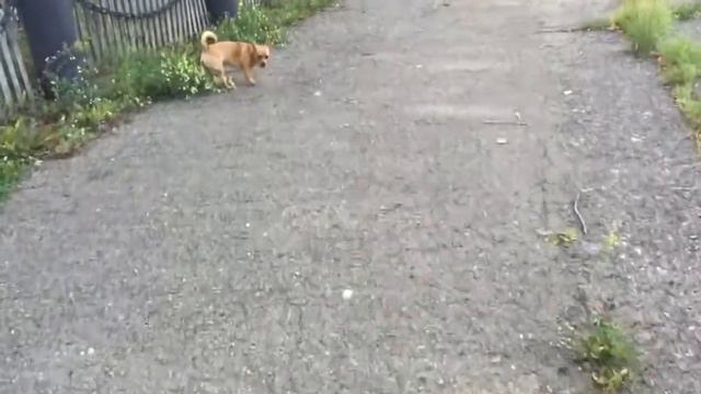 пинчер играет смотреть онлайн