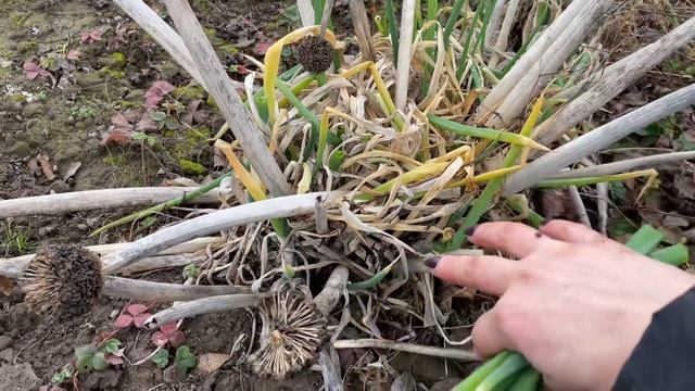 МЕЛ поможет повысить яйценоскость кур несушек смотреть онлайн