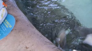 КОРМИМ СКАТА / Койот Питерсон на русском